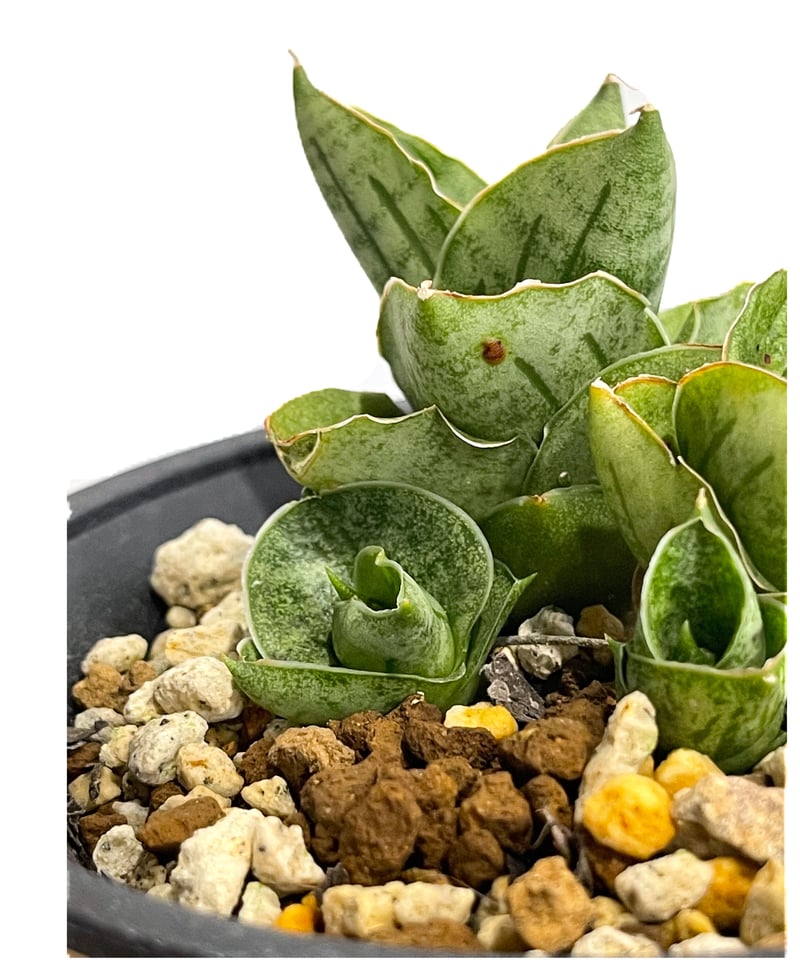 サンセベリア ミニ ローズ「Sansevieria Mini Rose (by Unyaman