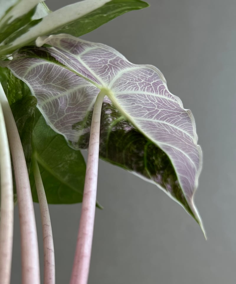 アロカシア ハイブリッド 選抜個体 「Alocasia pink dragon albo