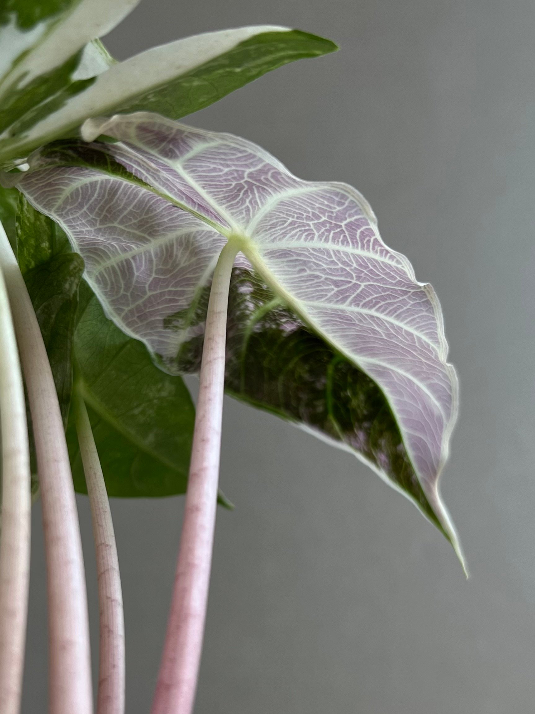 アロカシア ハイブリッド 選抜個体 「Alocasia pink dragon albo +
