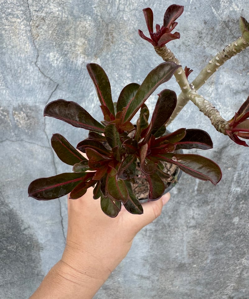 アデニウム ブラックリーフ 「Adenium Black Leaf 」68B | SHOUCH
