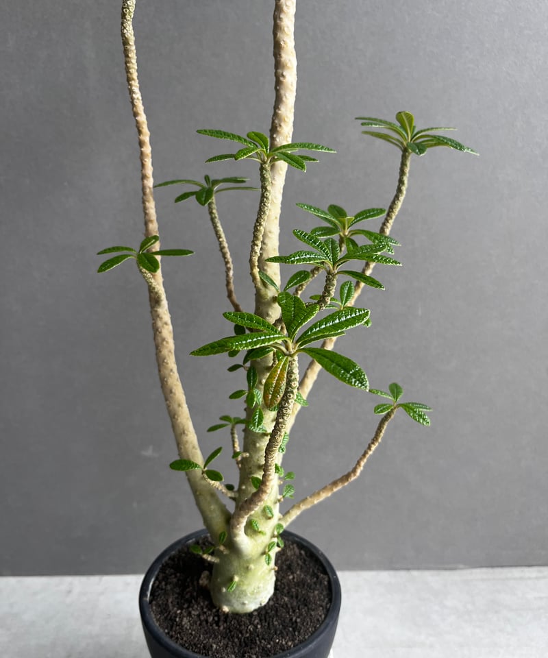 ドルステニア ギガス “選抜個体” 「Dorstenia gigas “Select”」62A