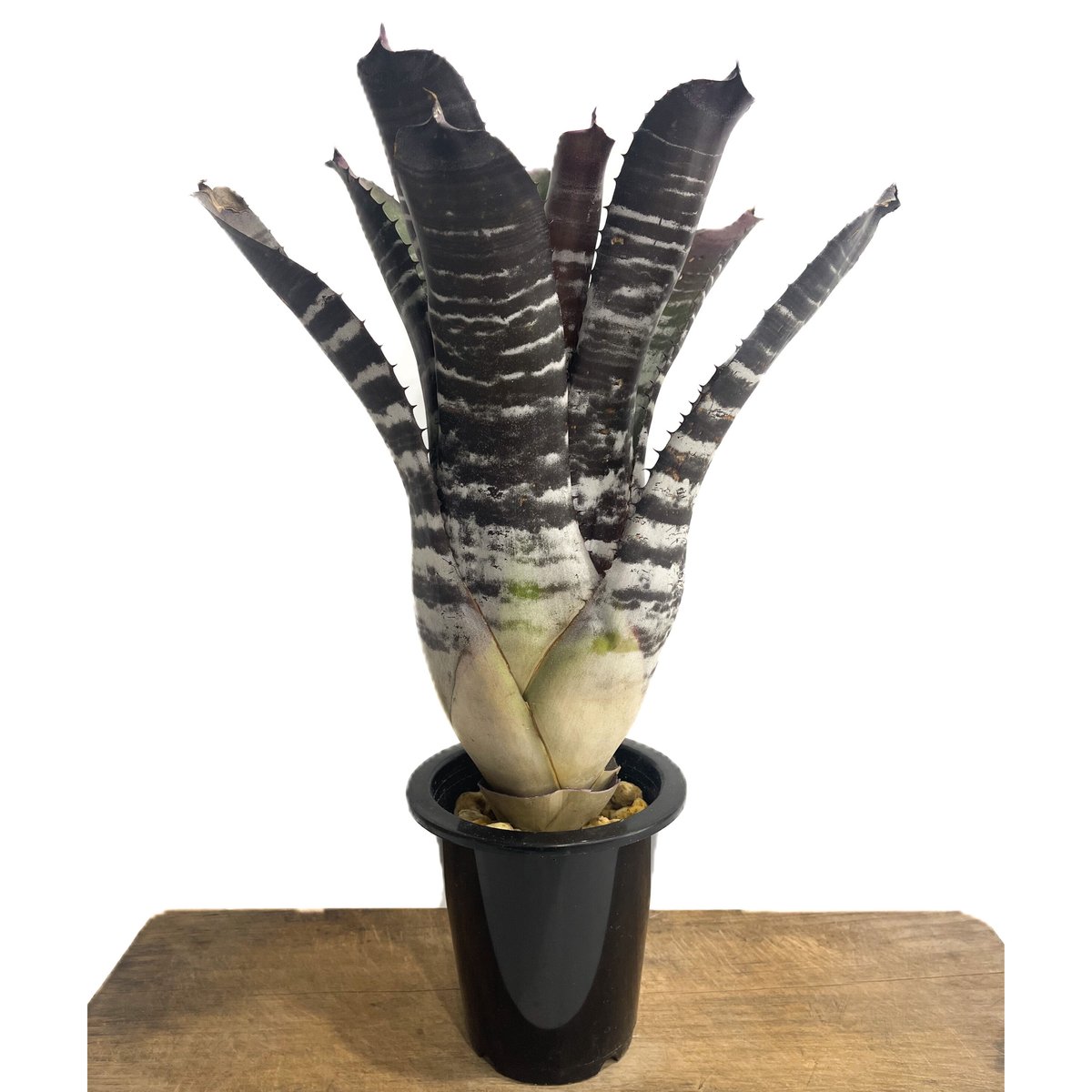 エクメア チャンティニー ワイドリーフ x ブラック エボニー(選抜個体