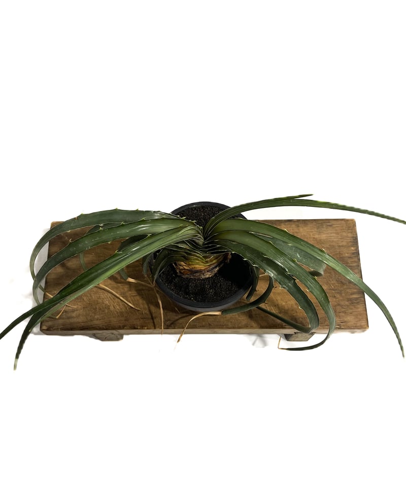 Dyckia estevesii 1 ディッキア　エステベシー IMG_20210515_213324_442-scaled.jpg