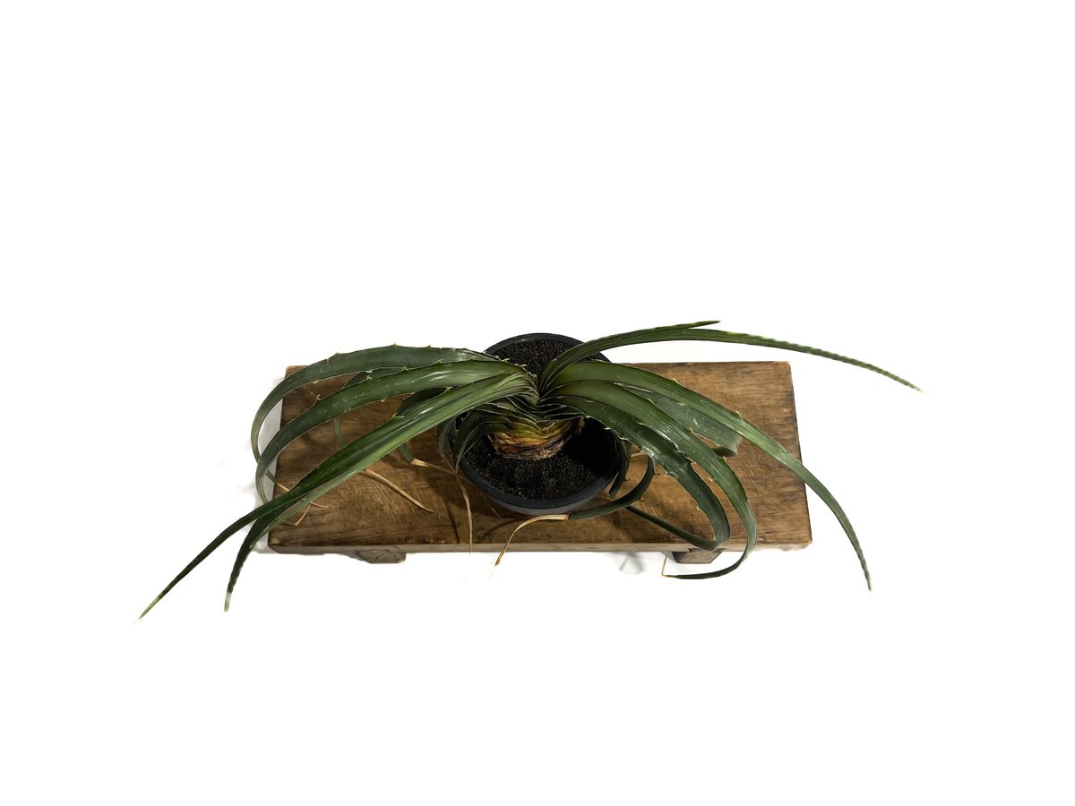 ディッキア エステベシー 「Dyckia estevesii」 6/25-829 | SHO