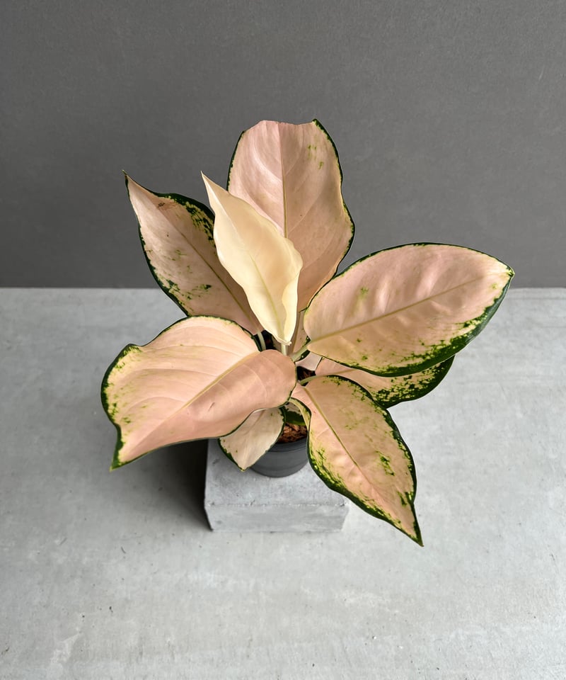 アグラオネマ コーチン ピーチ 「Aglaonema Cochin.Peach」48X
