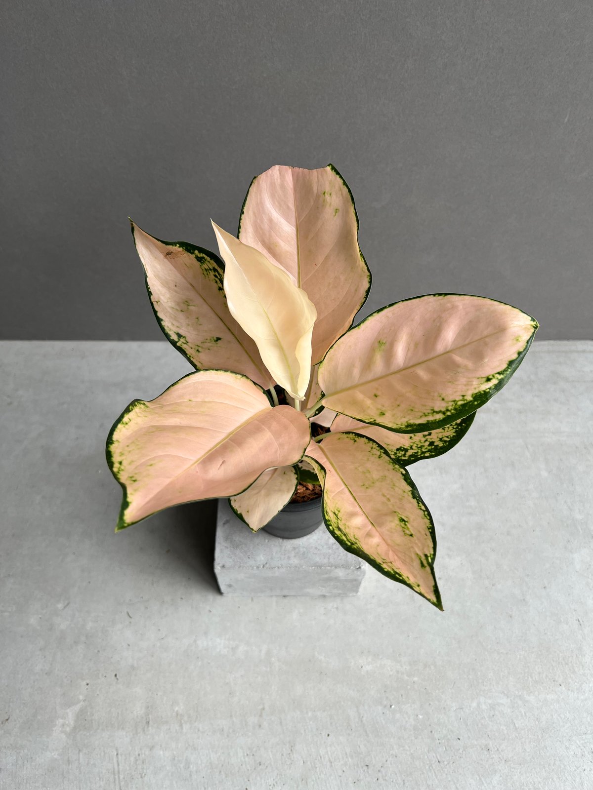 アグラオネマ コーチン ピーチ 「Aglaonema Cochin.Peach」48X | S
