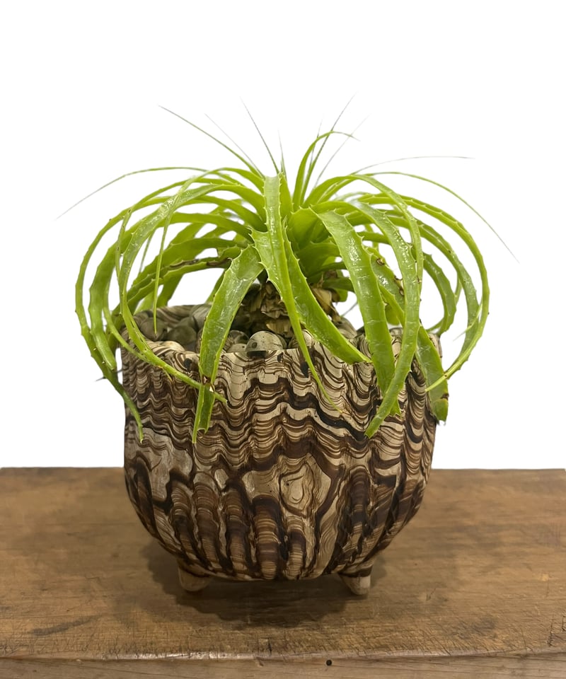 エンコリリウム ホリダム+ pmp 「Encholirium horridum 」10S |