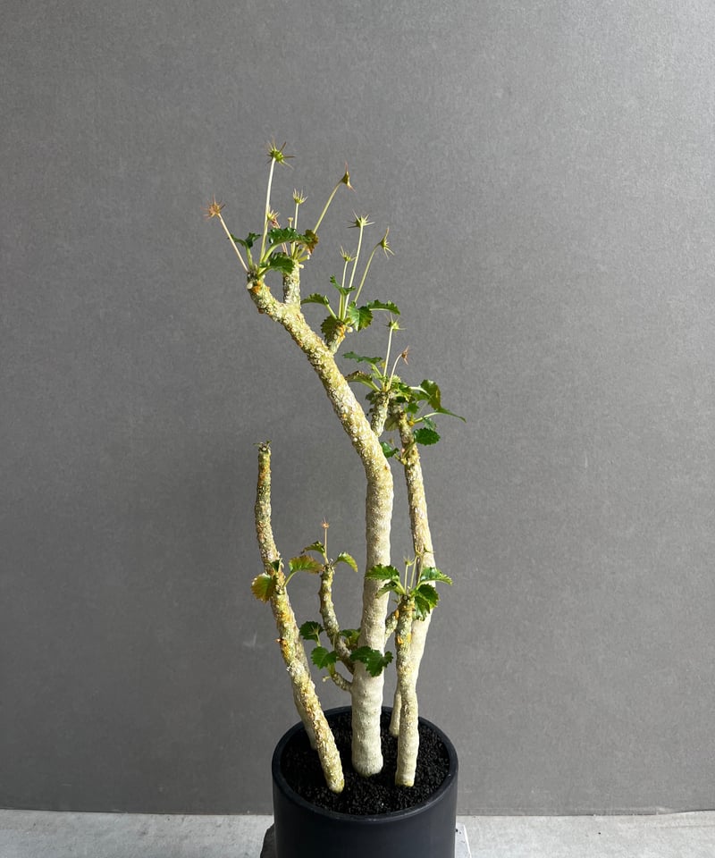 ドルステニア ジプソフィラ x ホルウッディ「Dorstenia gypsophila x h