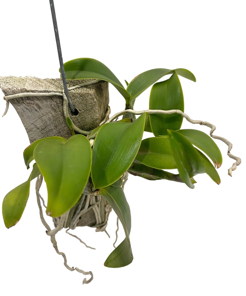 カトレア ノビリオール アマリア 「Cattleya nobilior var. amalia
