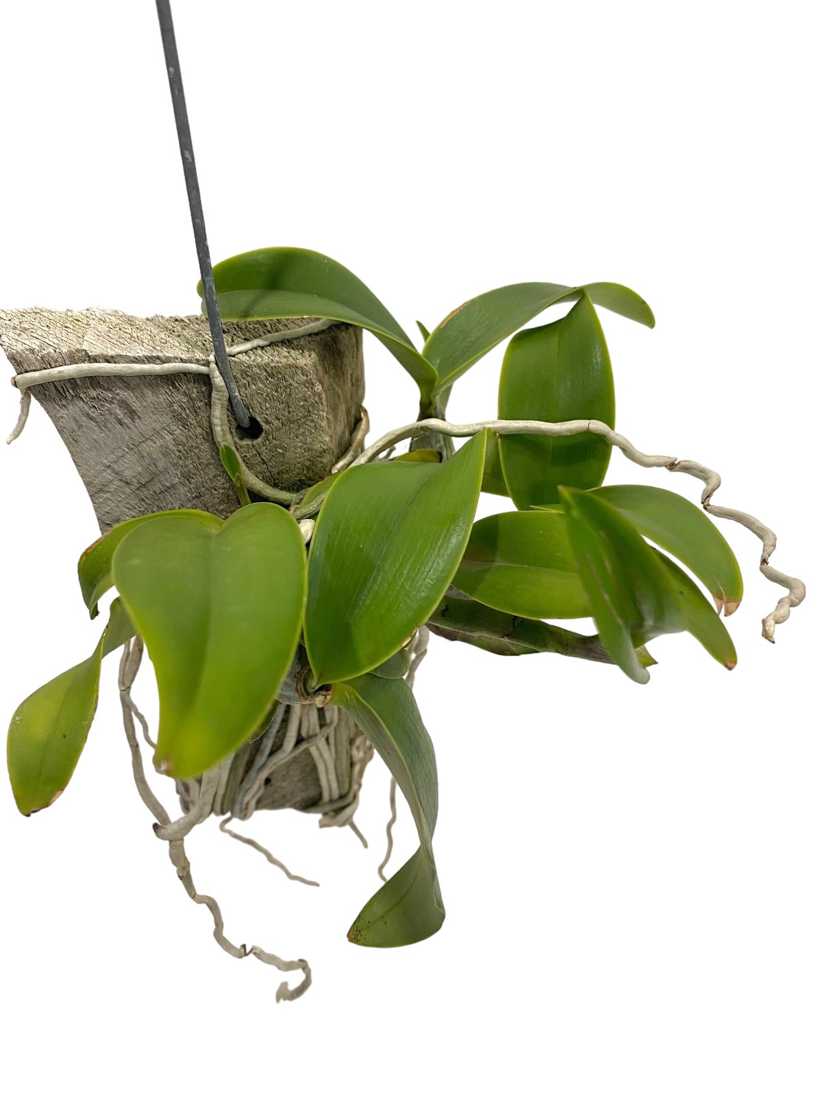 カトレア ノビリオール アマリア 「Cattleya nobilior var. amalia