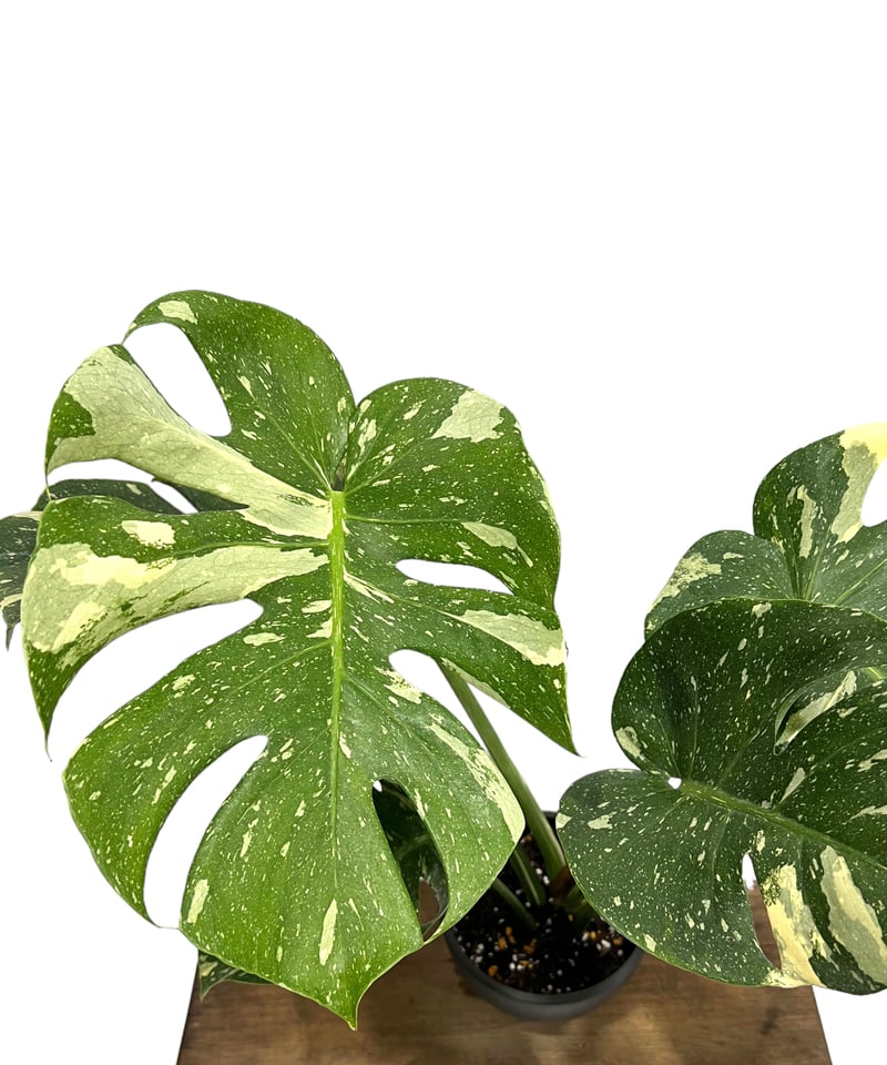 モンステラ タイ コンステレーション 「Monstera deliciosa Thai Con