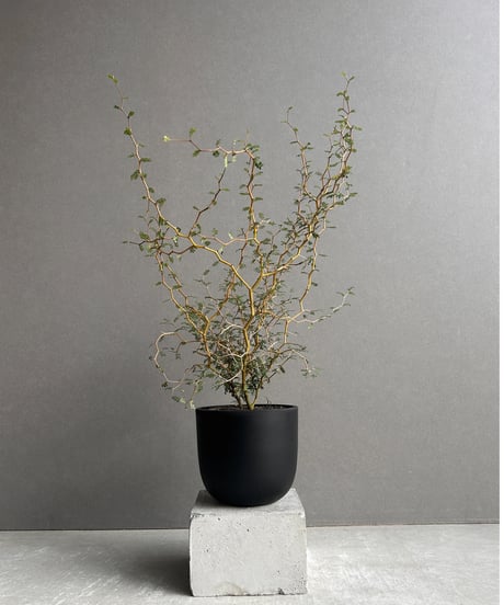 81 山採り　アセビ 81 山採り アセビ rockbook@釣り垢🎣 on X