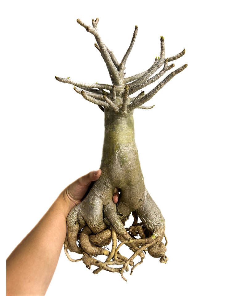 アデニウム アラビカム バオバブスタイル「Adenium arabicum Baobab St
