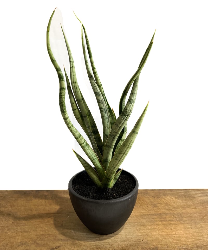サンセベリア コヨーテ 「Sansevieria Coyote」9/2-53C-3 | SHO