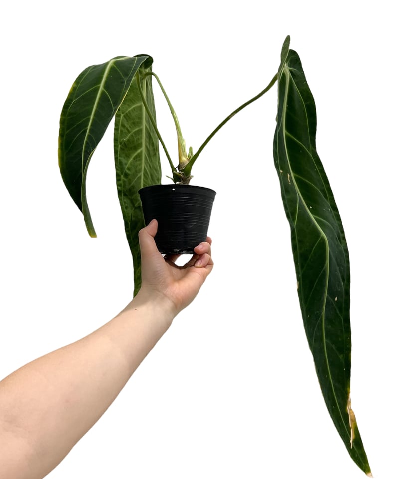 アンスリウム ワロクアナム ダーク&ナロー フォーム 「Anthurium アンスリウム ワロクアナム ダーク&ナロー フォーム 「Anthurium