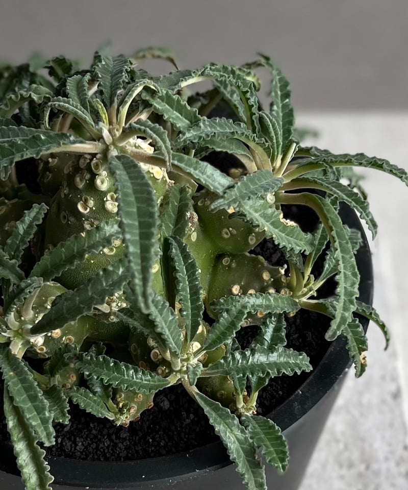 ドルステニア　ラブラニー　大株　美株 ドルステニア ラブラニー Dorstenia lavrani 20230905 | SPG