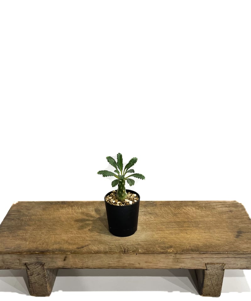 ドルステニア ラブラニー 【高さ27cm】 isla del pescado - Dorstenia lavrani-ドルステニア・ラブラニー