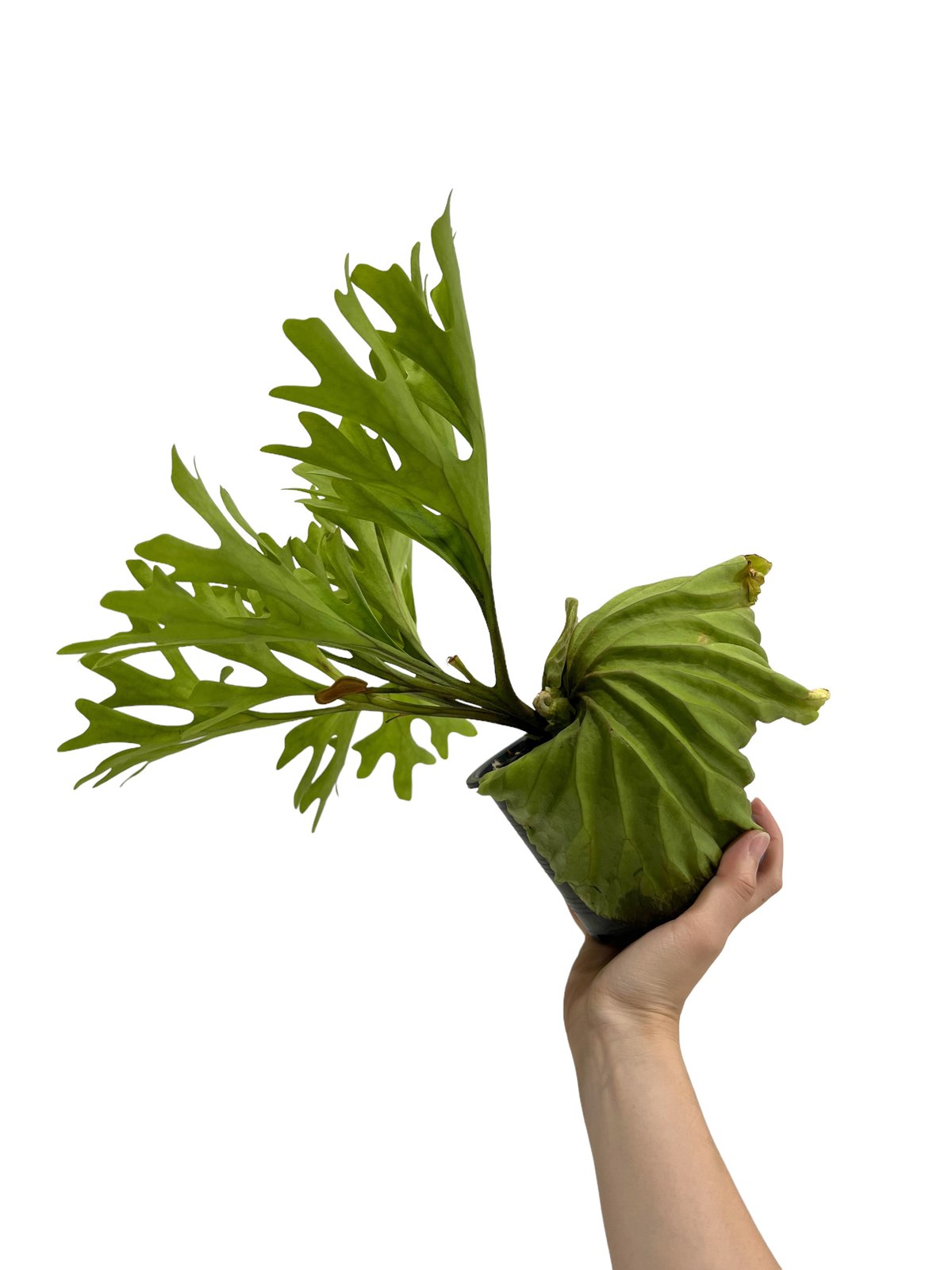 ビカクシダ リドレイ(by ヌクル) 「Platycerium ridleyi (by Nuk