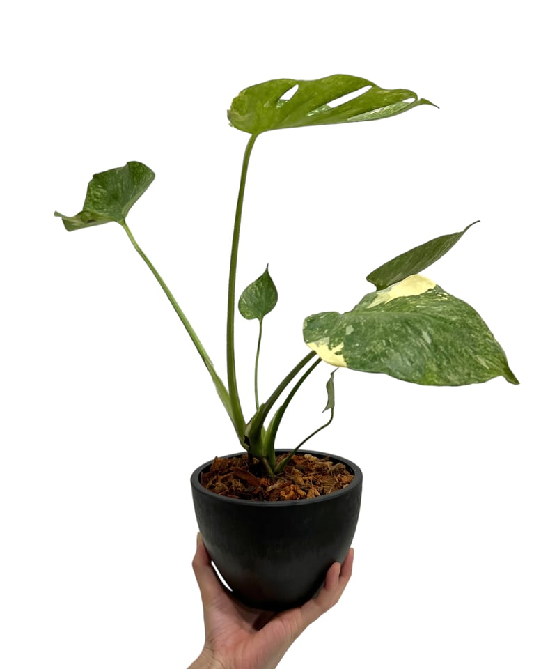 レア 極上班 モンステラ・デリシオーサ・ボルシギアナ Monstera