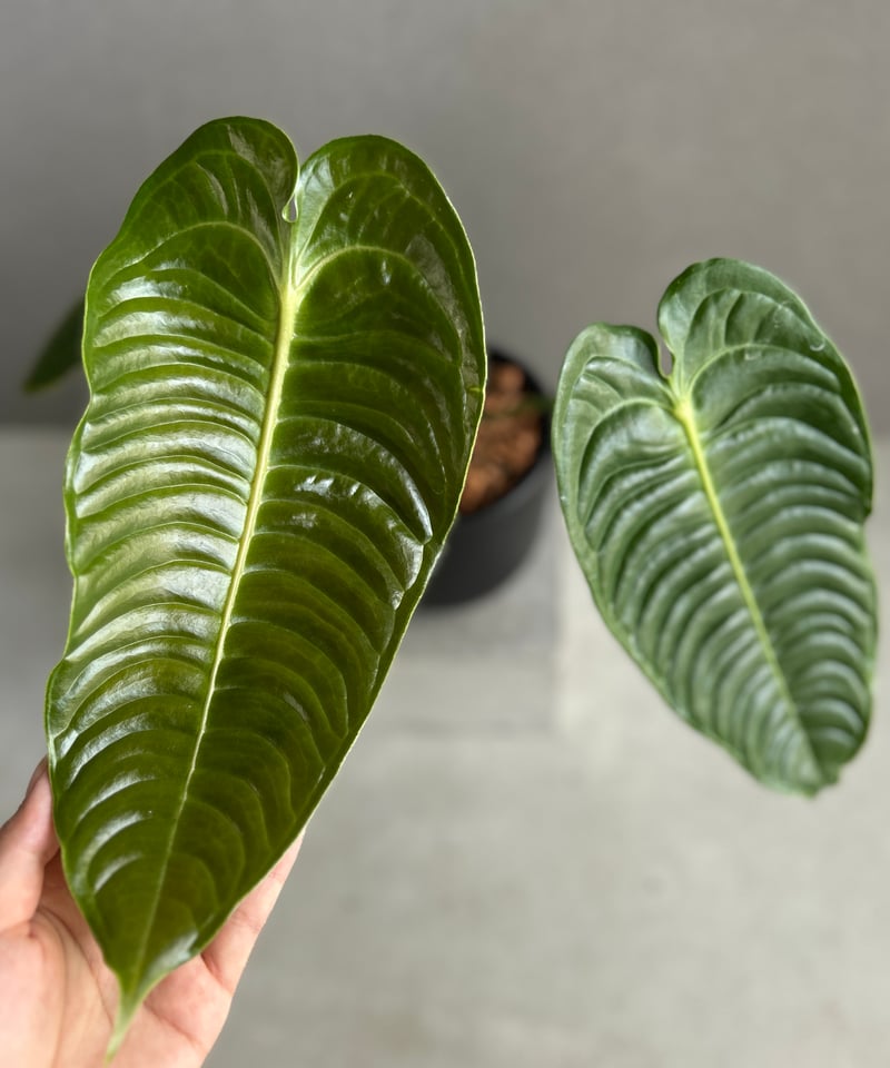 アンスリウム ベイチー 「Anthurium veitchii」74F | SHOUCHIKUEN