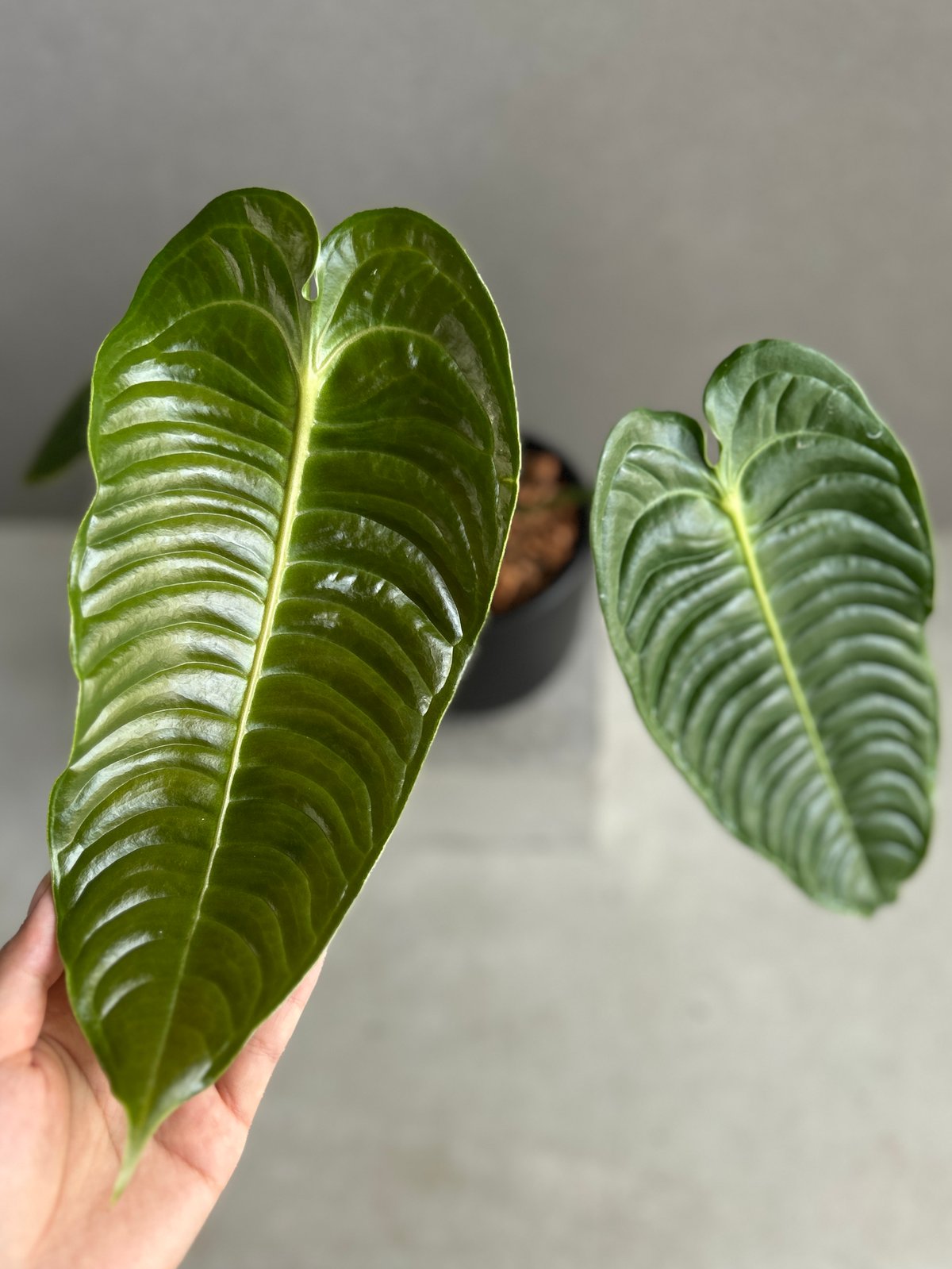 アンスリウム ベイチー 「Anthurium veitchii」74F | SHOUCHIKUEN