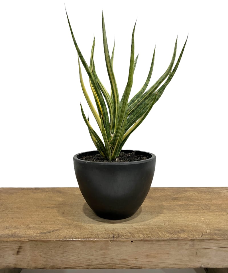 サンセベリア ブンルートーチ 斑入 「Sansevieria Bunlue Torch Var
