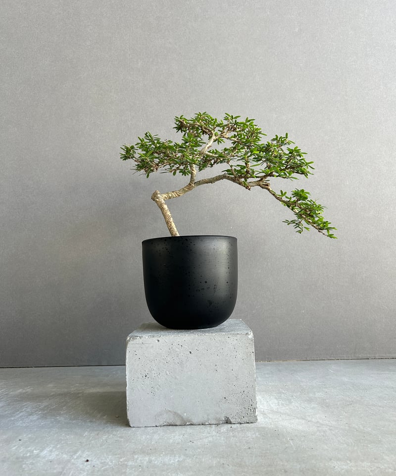 うち” 盆栽 「“UCHI” BONSAI」 9J | SHOUCHIKUEN
