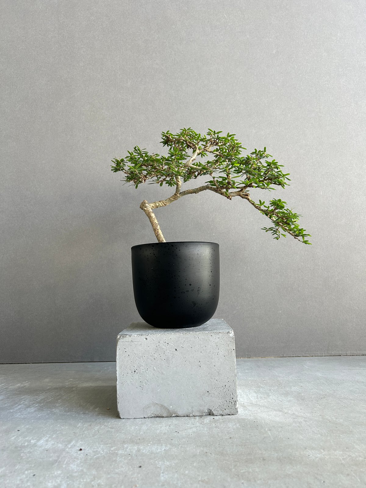うち” 盆栽 「“UCHI” BONSAI」 9J | SHOUCHIKUEN