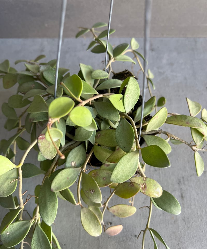 ホヤ ヌンムラリオイデス シルバー 「Hoya nummularioides Silver」7