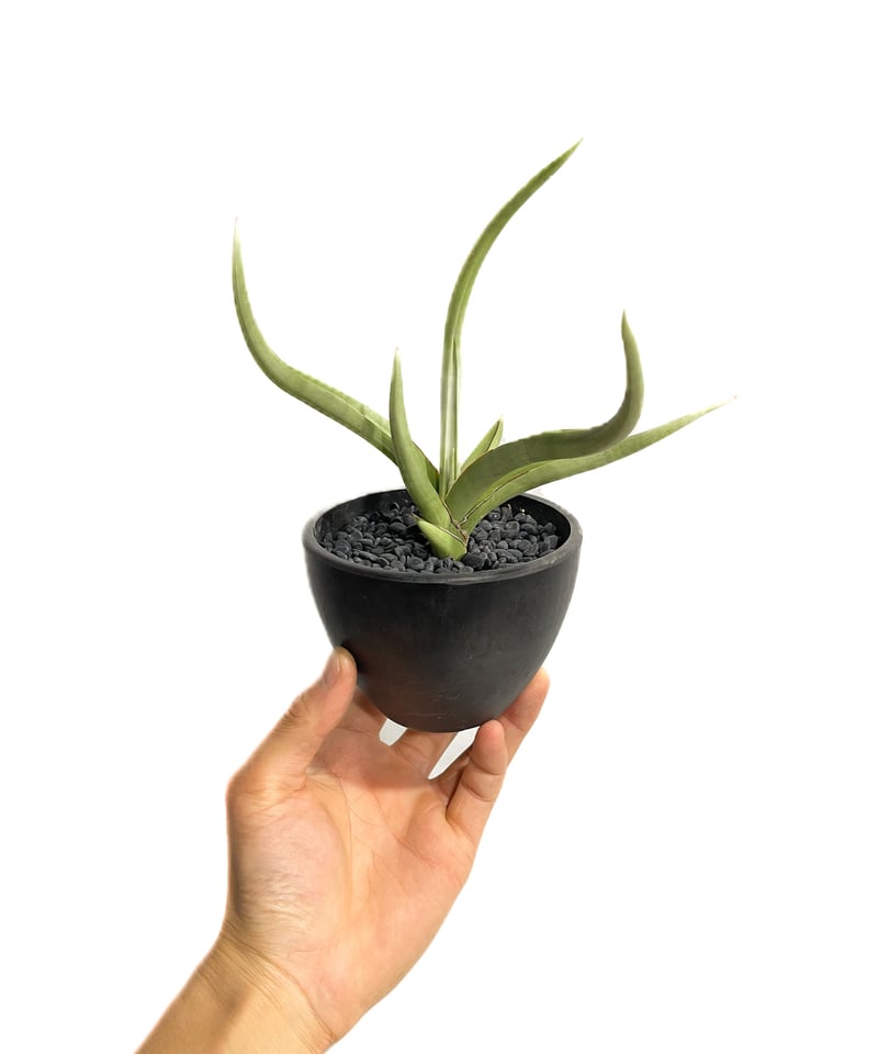 サンセベリア ダンシング ヒーロー「Sansevieria Dancing Hero (by