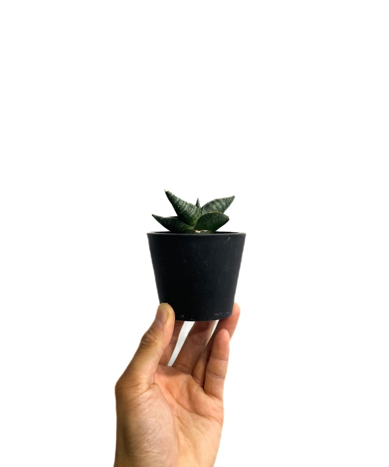 サンセベリア ブラック ライノ「Sansevieria Black Rhino」48G-1 |