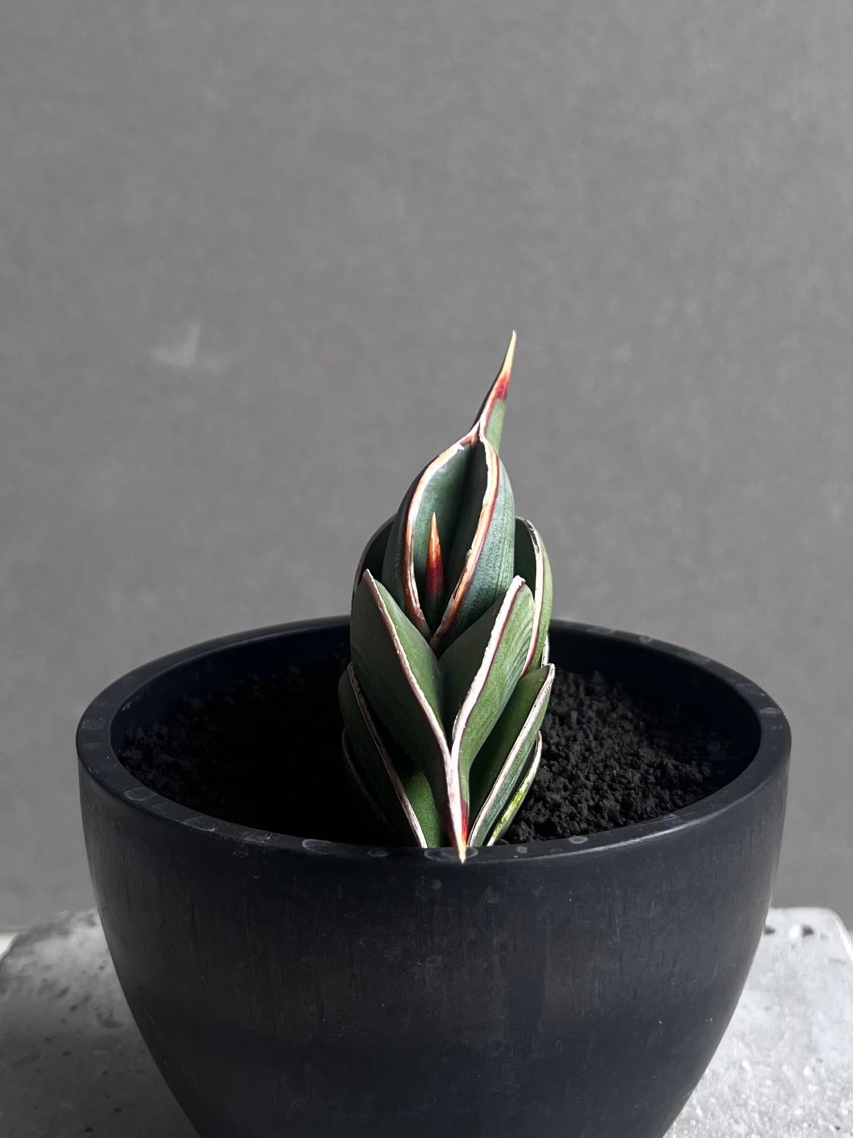 サンセベリア ロリダ 「Sansevieria rorida」45B | SHOUCHIKUEN