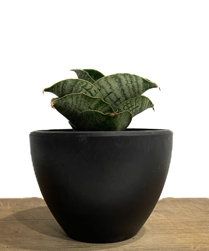 EMP サンセベリア アンヤマニーハイブリッド ドワーフEM1 / SA264 EMP サンセベリア アンヤマニーハイブリッド ドワーフEM1 / SA264