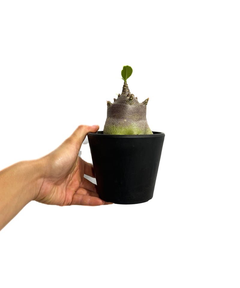 アデニウム アラビカムドワーフ タイプ “ブラック”「Adenium arabicum