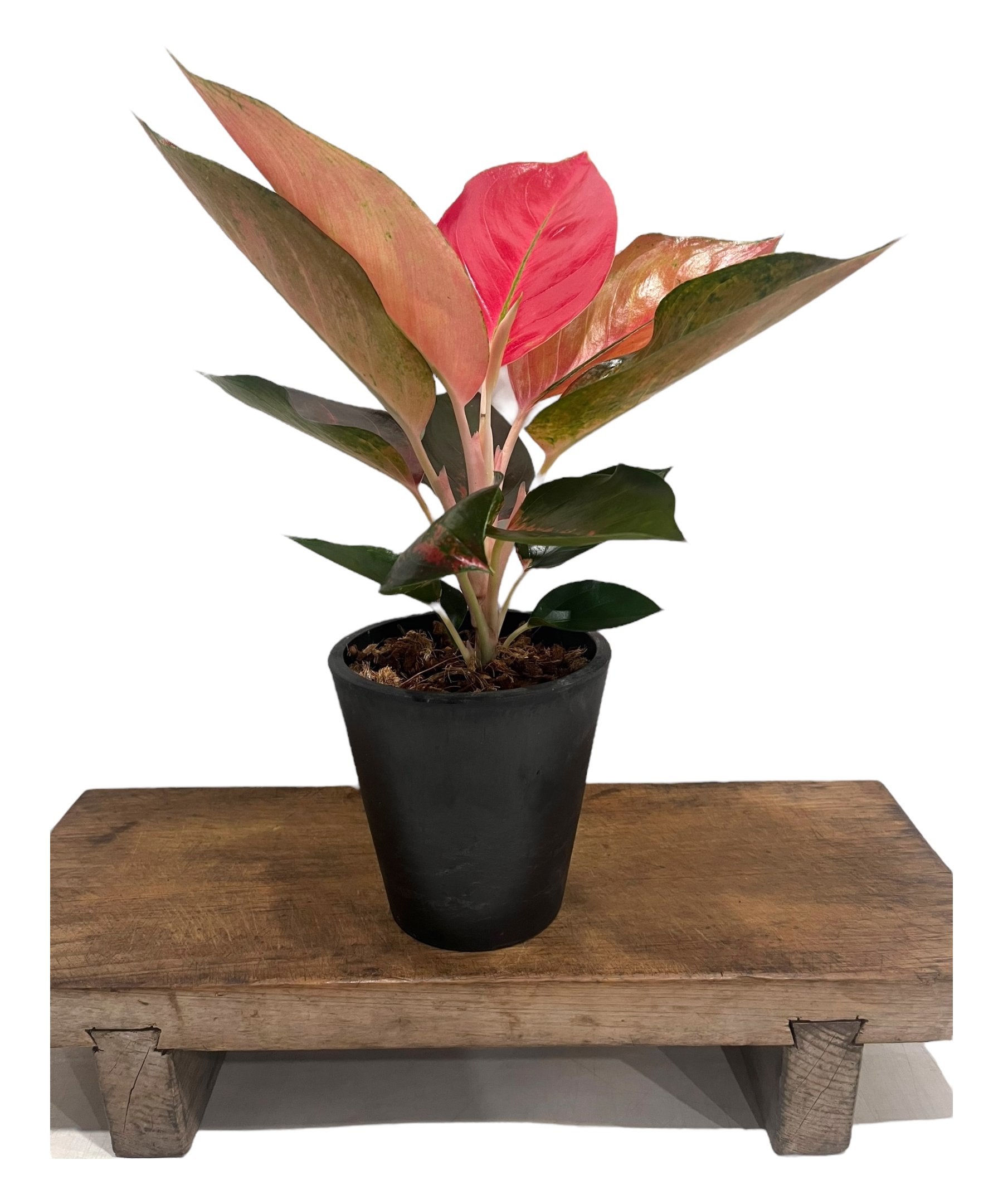 アグラオネマ オレンジ コーチン 「Aglaonema Orange Cochin」66V |