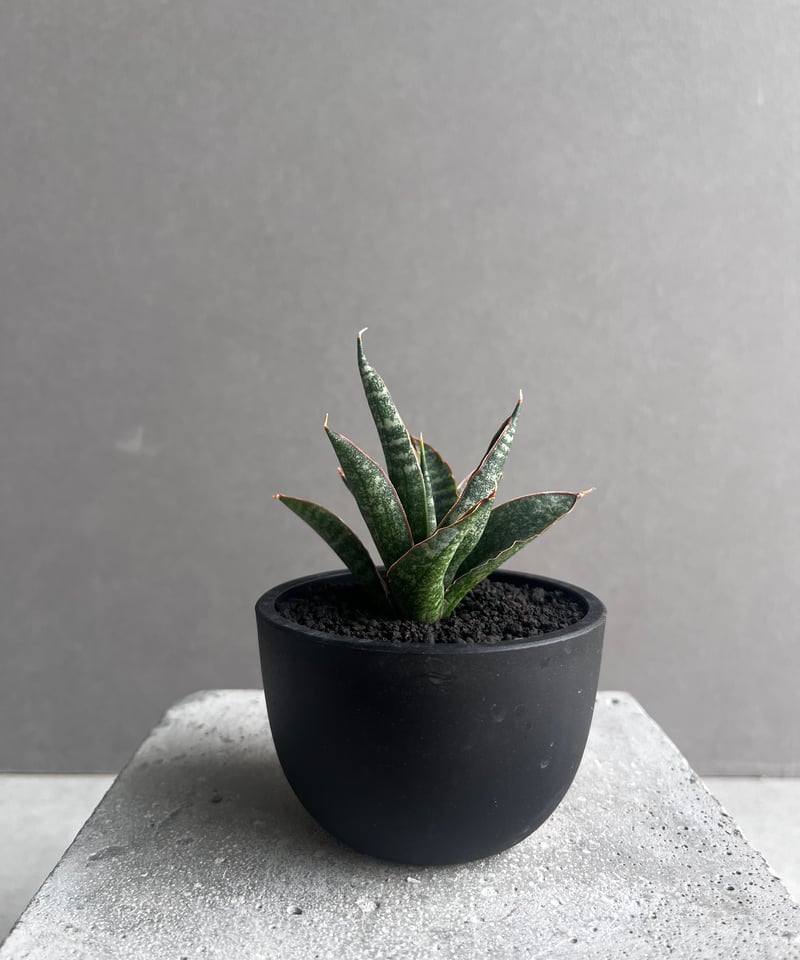 サンセベリア カミナリ 「Sansevieria KAMINARI “雷”」9D | SHOU