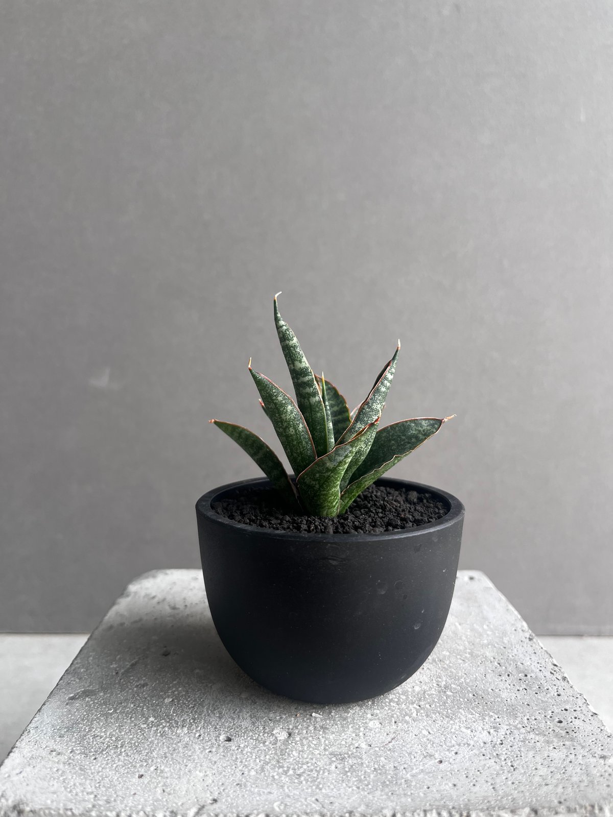 EMP サンセベリア KAMINARI カミナリ / SA293 EMP サンセベリア KAMINARI カミナリ / SA293