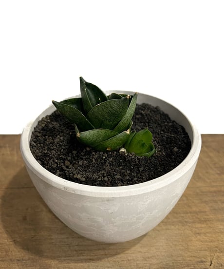 CATEGORY 80,001円～100,000円 | SHOUCHIKUEN