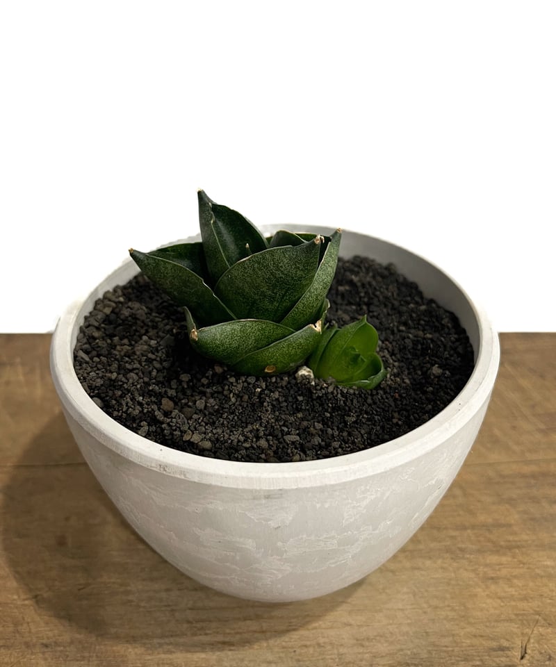 サンセベリア アンヤマニー ハイブリッド SP013 ドワーフ タイプ