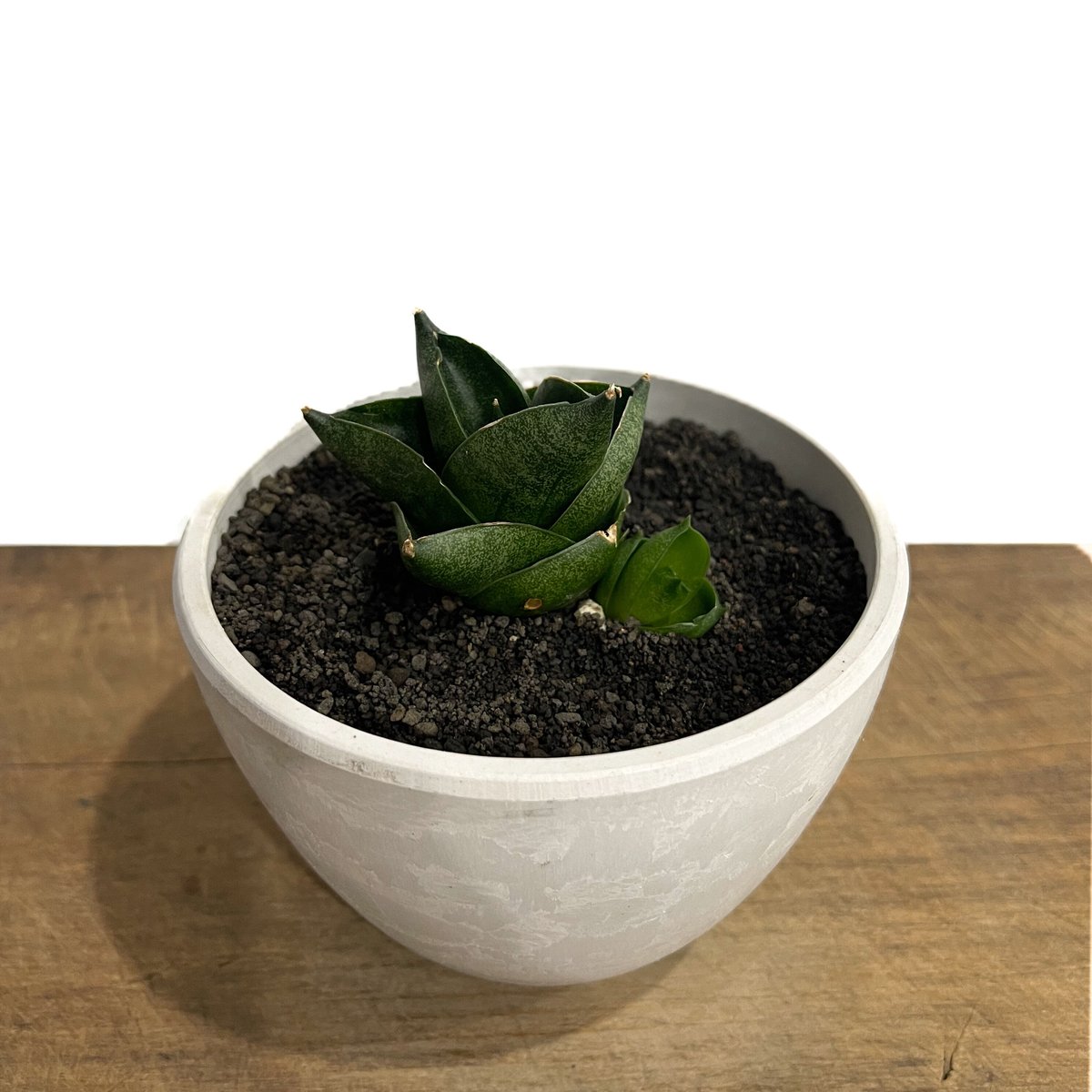 サンセベリア アンヤマニー ハイブリッド SP013 ドワーフ タイプ