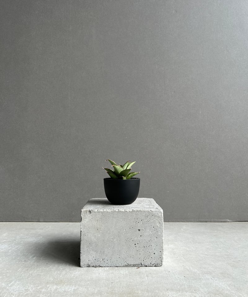 サンセベリア ノック ユン「Sansevieria Nok Yung」60I | SHOUCH