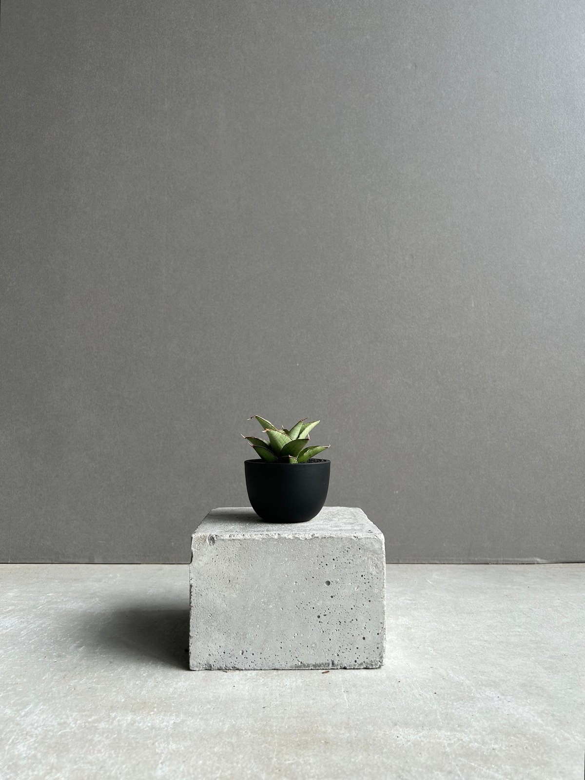 サンセベリア ノック ユン「Sansevieria Nok Yung」60I | SHOUCH