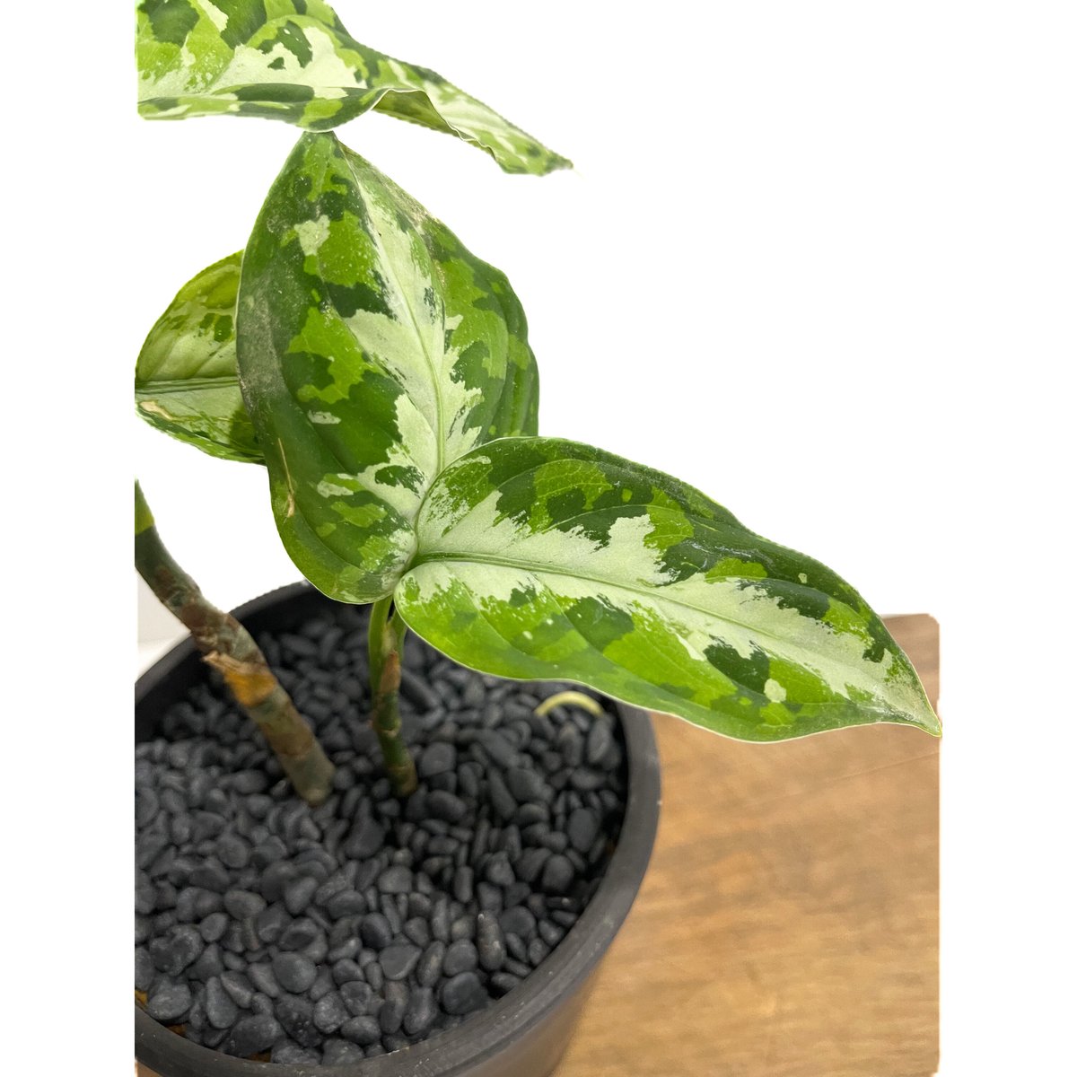 アグラオネマ ピクタム トリカラー「Aglaonema pictum tricolor