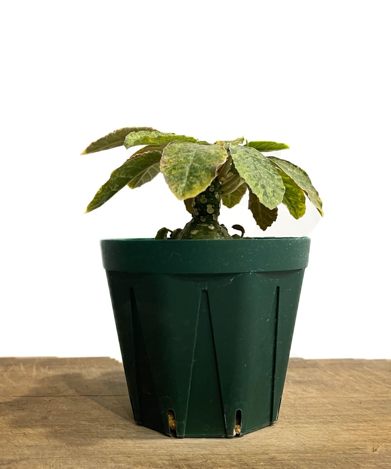 ドルステニア フォエチダ 斑入 “選抜個体”「Dorstenia foetida varie
