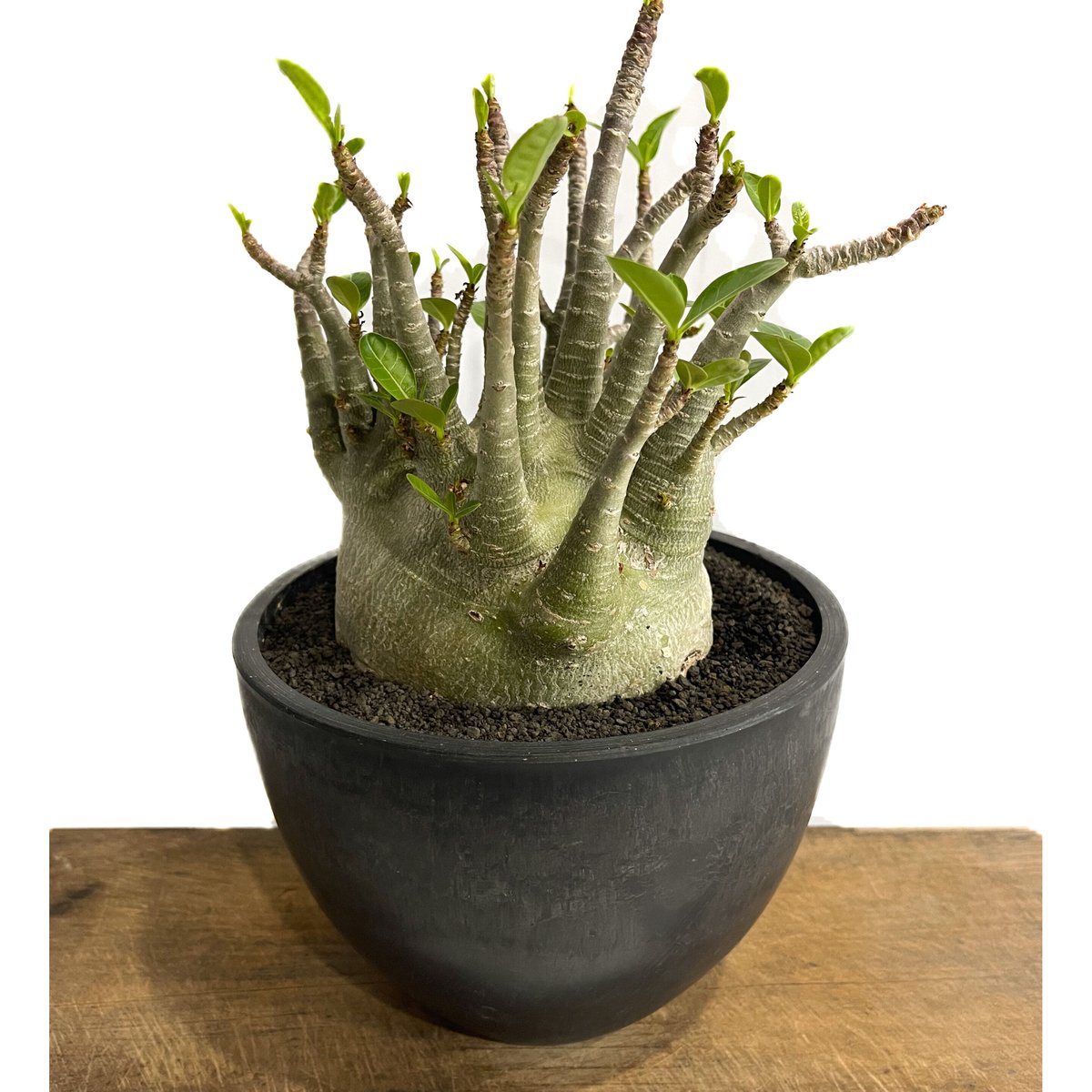 アデニウム アラビカム ドワーフ タイプ「Adenium arabicum dwarf ty