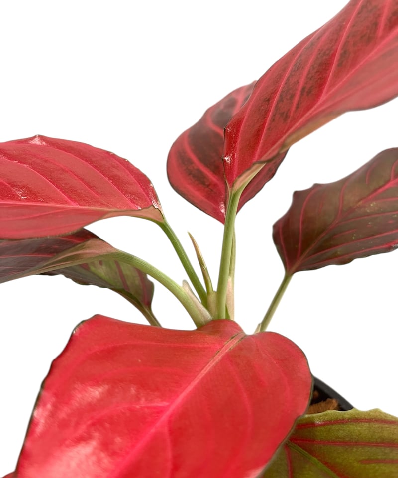 アグラオネマ レッド ベイン 「Aglaonema Red Vein」2U | SHOUCHI アグラオネマ レッド ベイン 「Aglaonema Red Vein」2U | SHOUCHI