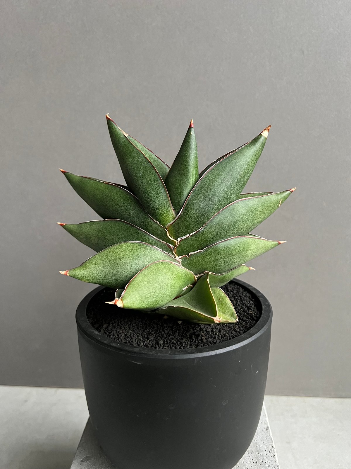 サンセベリア オペラ ハウス 「Sansevieria Opera House 」91A |