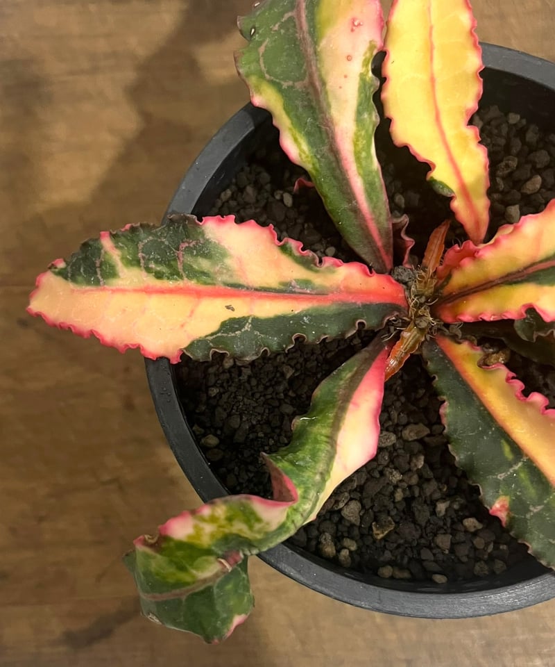 ユーフォルビア フランコイシー 斑入 「Euphorbia francoisii Varieg
