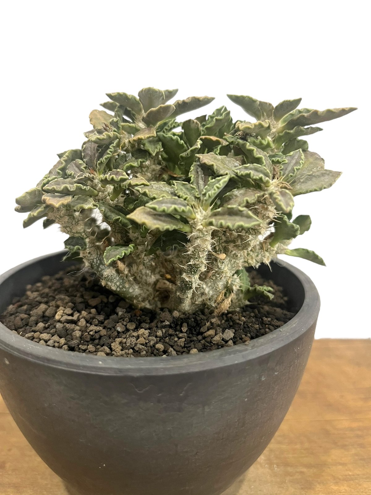 ユーフォルビア トゥレアレンシス（実生苗）「 Euphorbia tulearensis