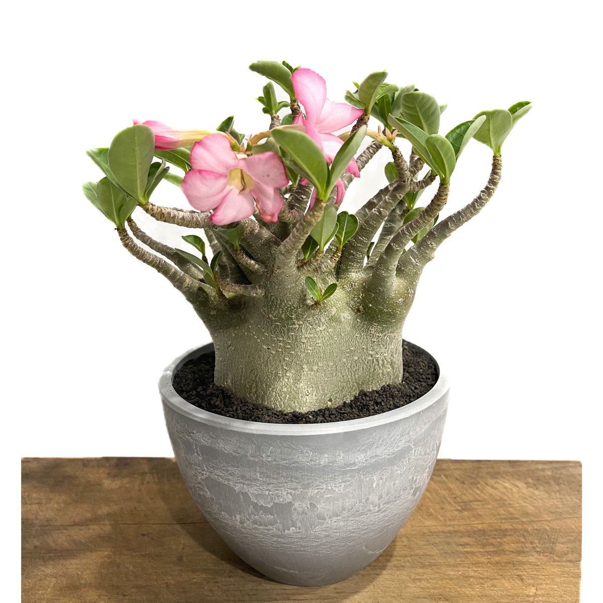 未開封PachypodiumGracilius Var.AUTUMNLEAVES カラジューム ハイブリッド “ビッグ アス” 「Caladium Hybrid